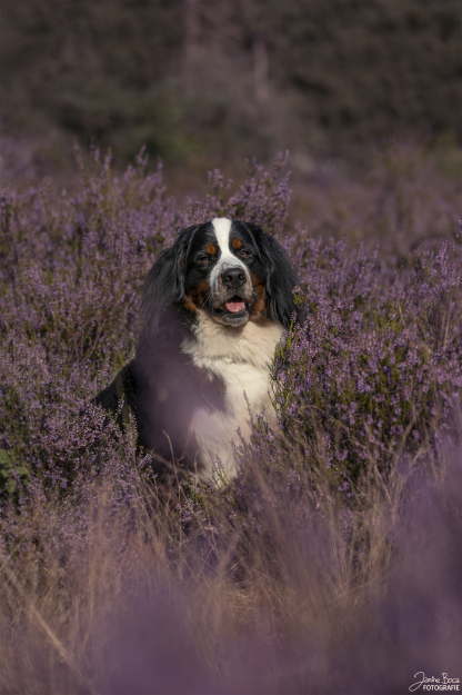 img-8634.4.67ca004fdd3b7